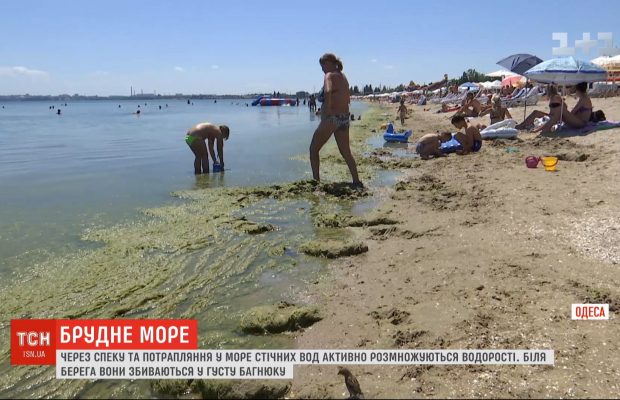 Экологи предполагают, что море в Одессе будет "цвести" как минимум несколько недель (видео)
