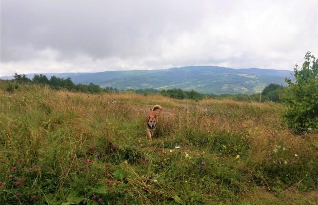 Не "Нафтусею" єдиною: корисні піші походи проти нудьги на курортах Львівщини