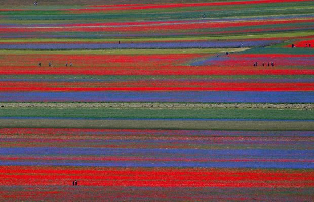 Словно картины импрессионистов: в Италии дикие полевые цветы "нарисовали" удивительные узоры (фоторепортаж)