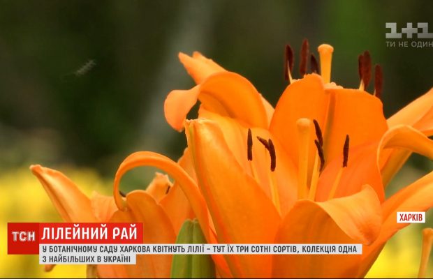 Самая большая коллекция в Украине: в ботаническом саду Харькова на полную цветут лилии (видео)