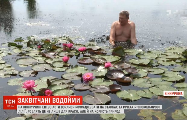 Экологично и очень красиво: в водоемах Винницкой области энтузиасты рассаживают разноцветные лилии (видео)