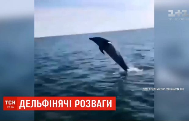 В Железном Порту дельфин устроил настоящее шоу для отдыхающих (видео)