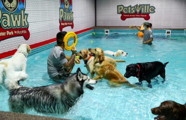 Водный рай для песиков: в Дубае открылся первый аквапарк для собак (фоторепортаж)