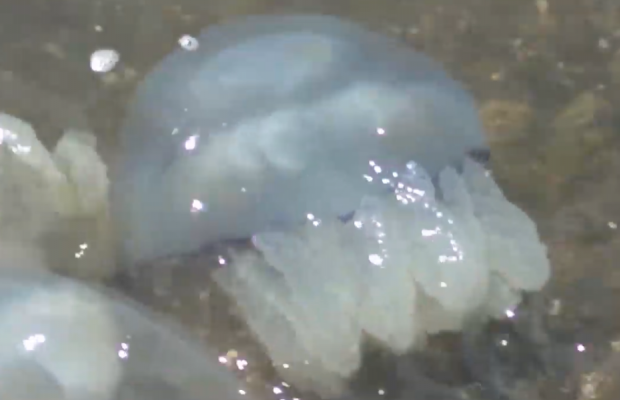 На узбережжі Азовського моря зафіксували нашестя медуз (відео)