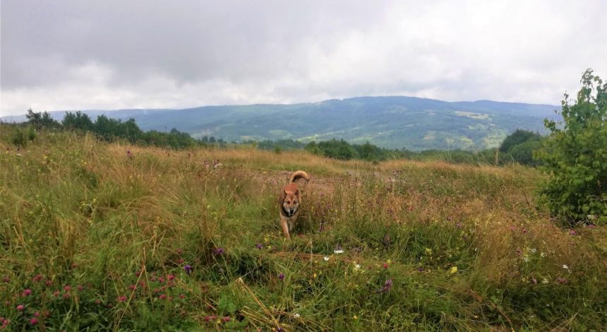 Не "Нафтусею" єдиною: корисні піші походи проти нудьги на курортах Львівщини