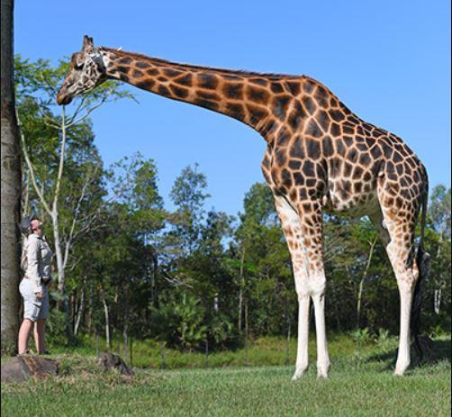 Жираф Форест відтепер є найвищим у світі / Фото Forest with the Senior Africa Section Keeper at Australia Zoo, Kat Hansen Жираф Форест відтепер є найвищим у світі / Фото Forest with the Senior Africa Section Keeper at Australia Zoo, Kat Hansen