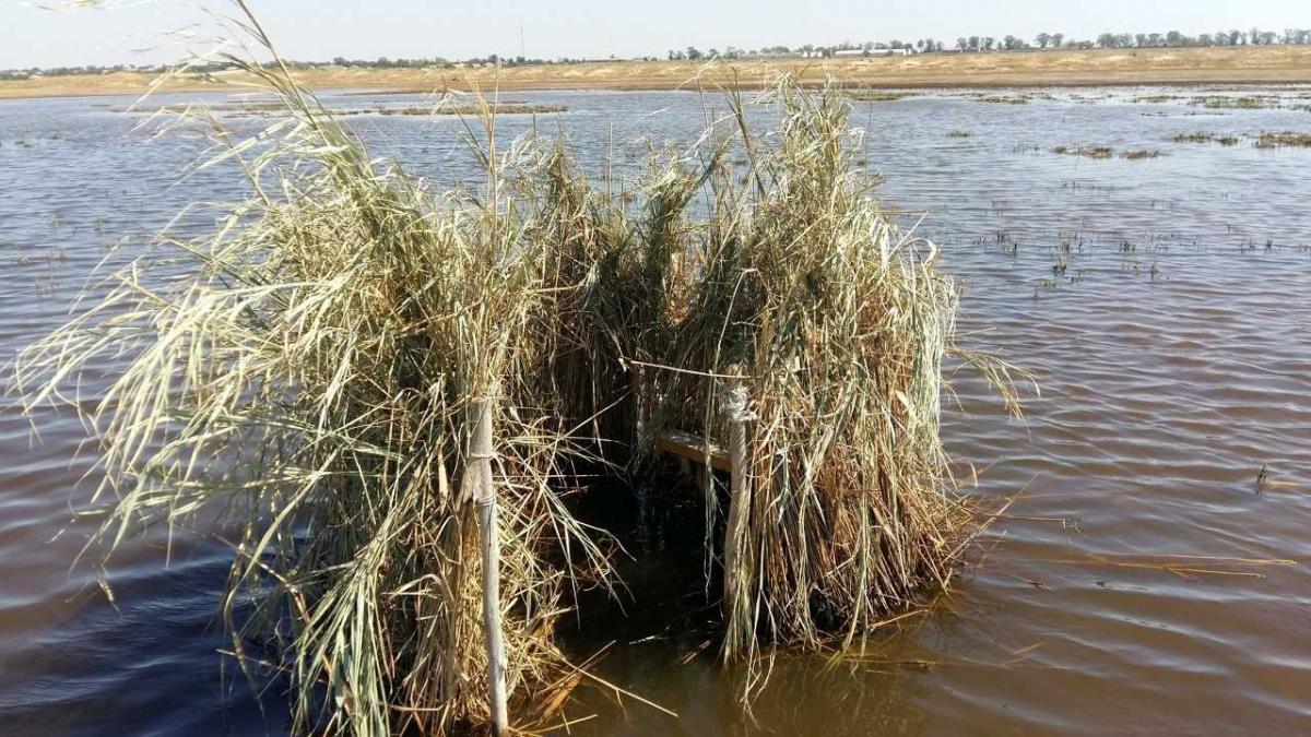 На Одещині в заповіднику «Тузловські лимани» град убив сотні птахів (фото) На Одещині в заповіднику «Тузловські лимани» град убив сотні птахів (фото)