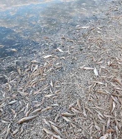 Вода у водоймі має специфічний колір з характерним запахом сірководню / фото Держагентства рибного господарства Вода у водоймі має специфічний колір з характерним запахом сірководню / фото Держагентства рибного господарства