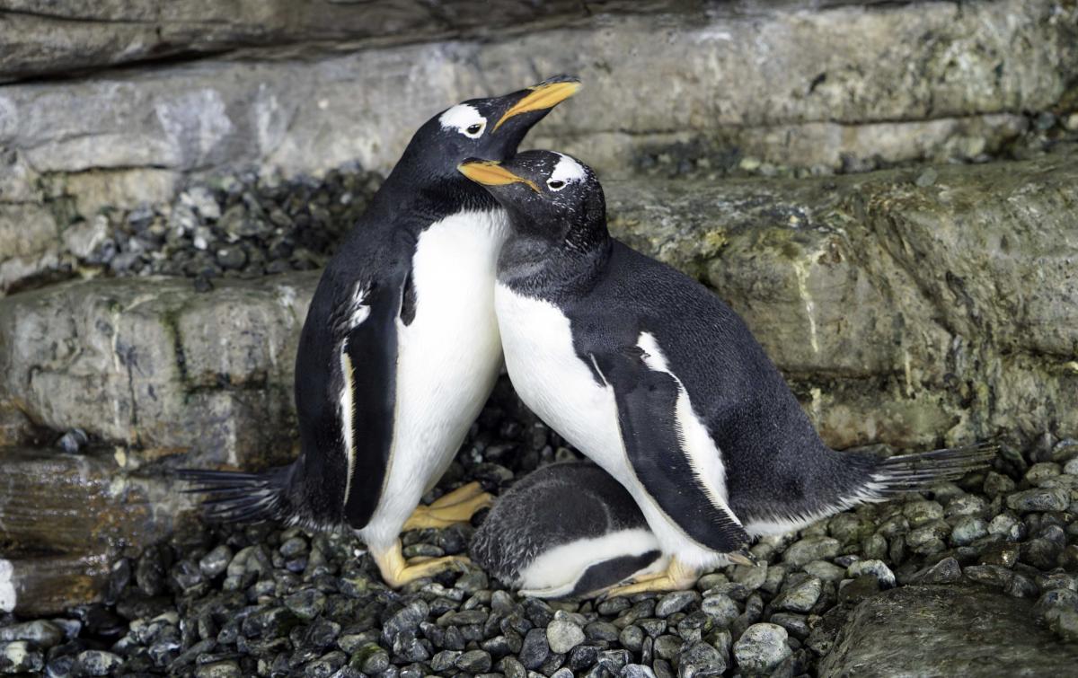 Пингвины Адели спаривание