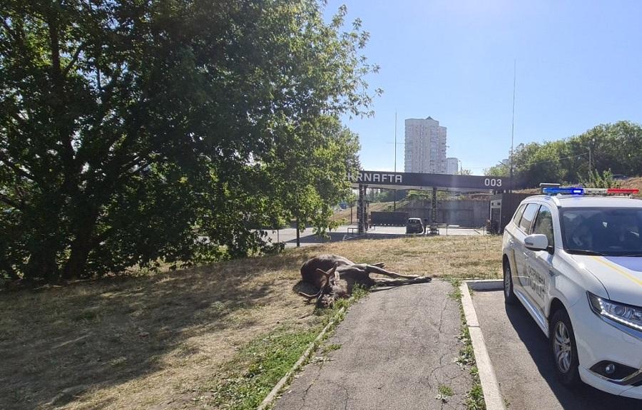 Лося збила машина вранці \ dtp.kiev.ua/ Лося збила машина вранці \ dtp.kiev.ua/