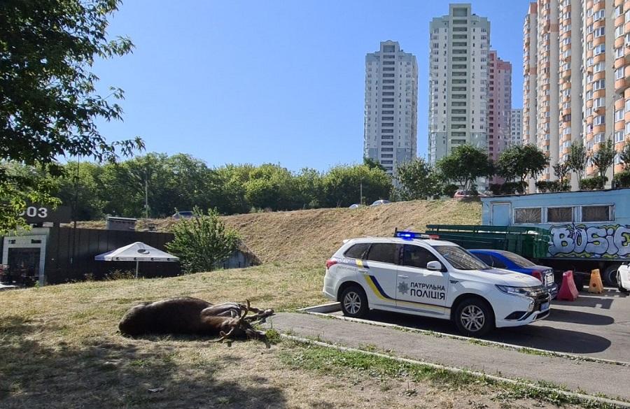 У Києві збили лося \ dtp.kiev.ua У Києві збили лося \ dtp.kiev.ua