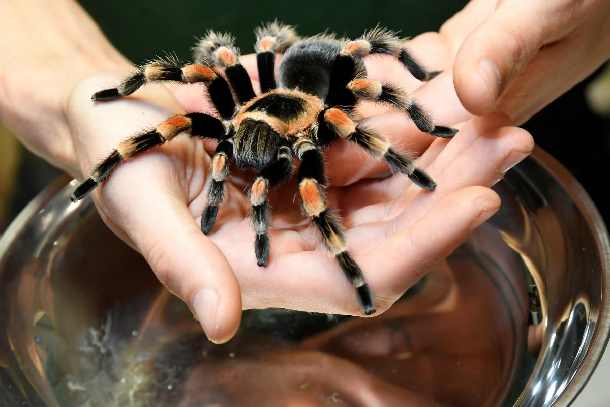 Опасного паука нашли в Австралии / иллюстрация REUTERS
