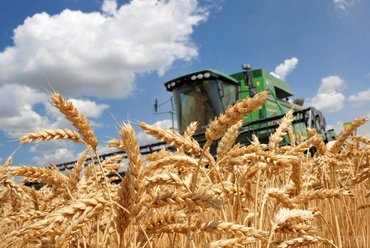Пшеницы отправлено на экспорт 1,4 млн тонн / фото УНИАН Владимир Гонтар