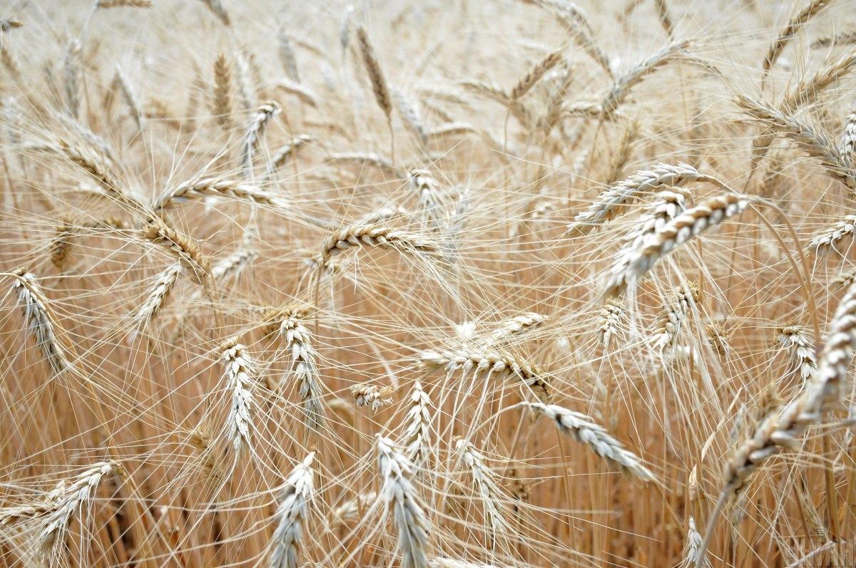 Україна знову почне експортнувати зерно Чорним морем / фото УНІАН