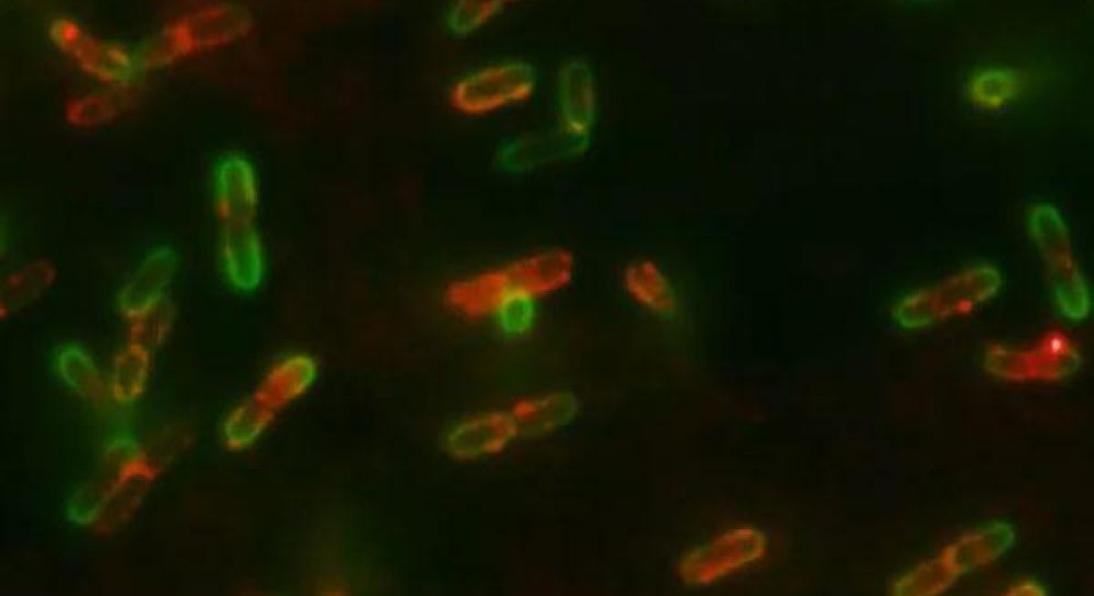 Смерть бактерии. Кокковая форма хеликобактер пилори. Микроб карикатура. Убивает микробы. Бактерии на руках.