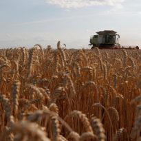 Ukraine sees agricultural output drop by 11.2% in Jan-July