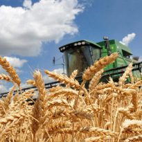 Farmers thresh 37.6 mln tonnes of grain, legumes of new harvest