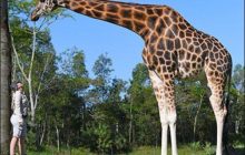 Как двухэтажный дом: в Австралии живет жираф-гигант, попавший в книгу Гиннеса (фото)