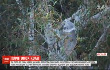 У світі різко скорочується популяція коал: за 30 років вони можуть повністю зникнути (відео)