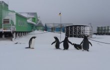 Ukrainian Antarctic station seeing unexpected early return of penguins (Photo)