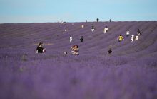 Туристи заполонили лавандові поля в Британії в пошуках ніжних фотосесій (фоторепортаж)