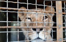 Confiscated lions, bears to be handed over to Ukraine's national park administrations, charities