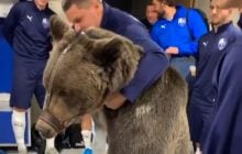 В раздевалку российского футбольного клуба привели медведя (видео)