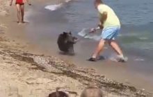 Сонце, море і кабан: в Німеччині до відпочивальників на пляж виплив несподіваний гість (відео)