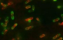 Вмираючі бактерії попереджають інших про атаку небезпечного антибіотика - вчені