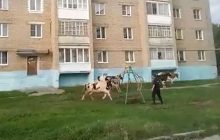 В России стадо коров атаковало город, больше всего досталось полицейским (видео)