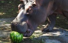 Лакомство для всех: в Киевском зоопарке продолжается Арбузная неделя (фоторепортаж)