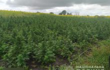 На Сумщині виявили плантацію елітних конопель на 7 мільйонів гривень (фото, відео)