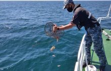 У Чорному морі майже 700 червонокнижних крабів врятували від браконьєрів (фото)