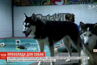 У Дубаї відкрили аквапарк для собак