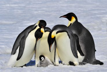 In Antartide c’erano il 20% in più di pinguini imperatori di quanto si pensasse