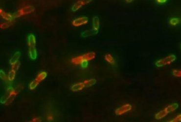 Вмираючі бактерії попереджають інших про атаку небезпечного антибіотика - вчені