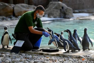 Это очень мило: в Лондонском зоопарке хитростью заманивали животных на весы (фоторепортаж)