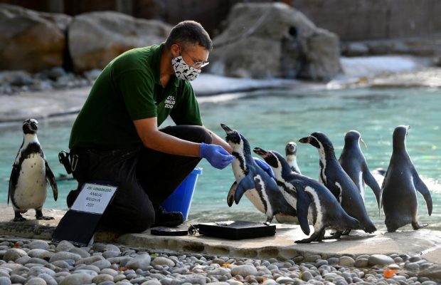 Это очень мило: в Лондонском зоопарке хитростью заманивали животных на весы (фоторепортаж)
