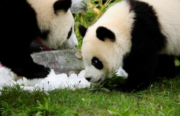 Знаменитые панды-близнецы из Берлинского зоопарка празднуют свой первый день рождения (фоторепортаж, видео)