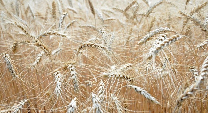 Wheat export prices up in Ukraine