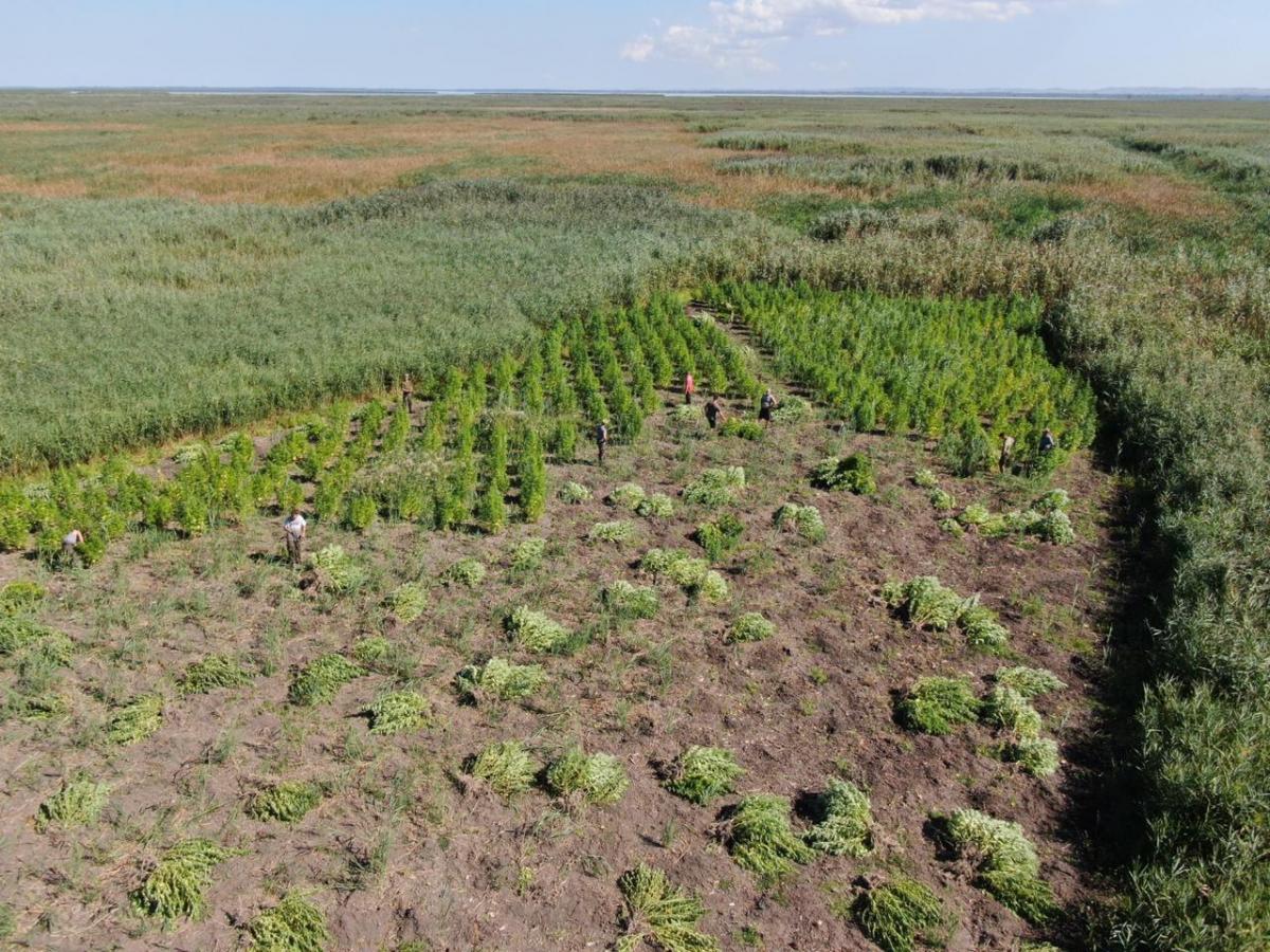 Плантацію коноплі плошею 1,5 тисячі квадратних метрів виявили на Одещині / фото dpsu.gov.ua Плантацію коноплі плошею 1,5 тисячі квадратних метрів виявили на Одещині / фото dpsu.gov.ua