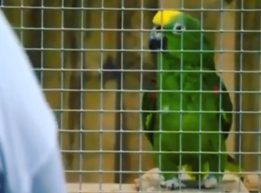 Попугай Чико давно стал местной достопримечательностью / скриншот с видео