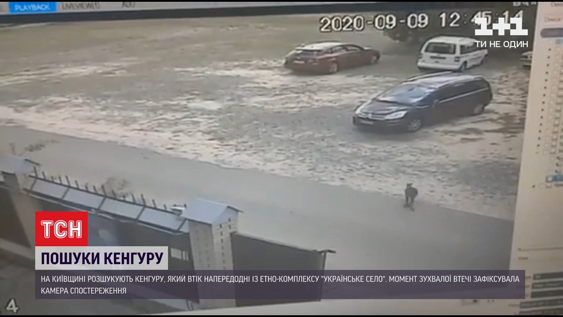 Момент побега кенгуру попал на видео с камер наблюдения / скриншот из видео Момент побега кенгуру попал на видео с камер наблюдения / скриншот из видео