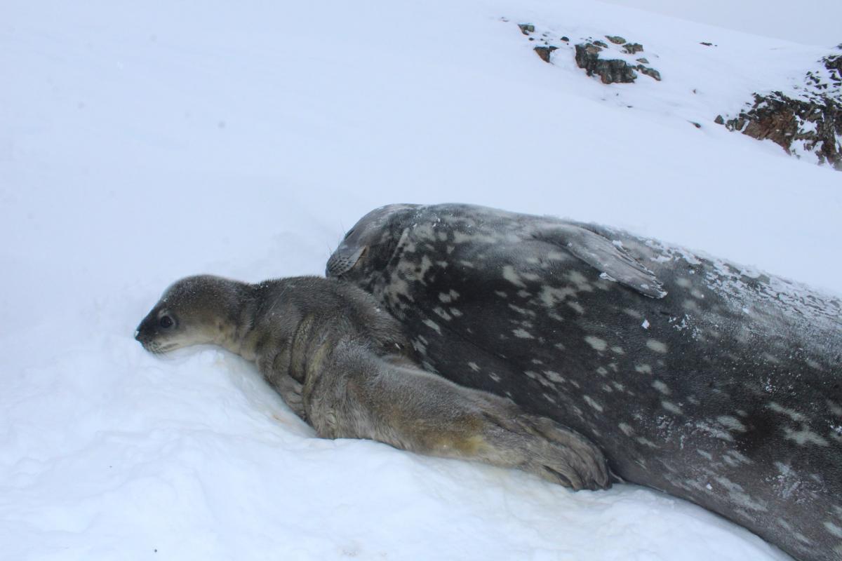 Беременность у самок тюленей Уэдделла длится 10 месяцев \ Фейсбук Национальный антарктический научный центр