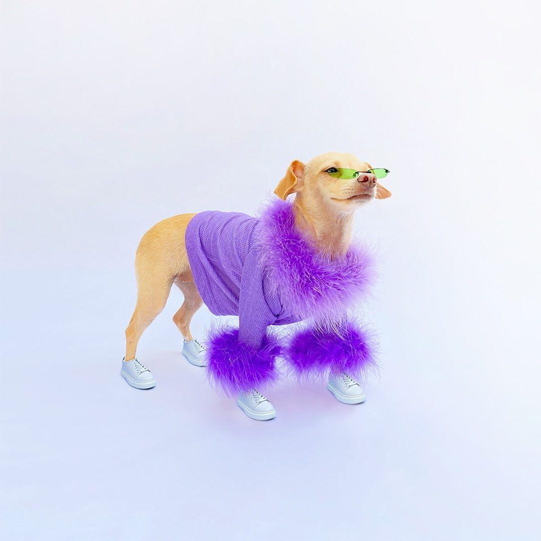 Собака выпустит одежду / instagram.com/boobie_billie Собака выпустит одежду / instagram.com/boobie_billie
