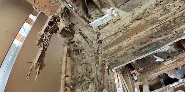 Терміти з'їли особняк / фото dailystar Терміти з'їли особняк / фото dailystar