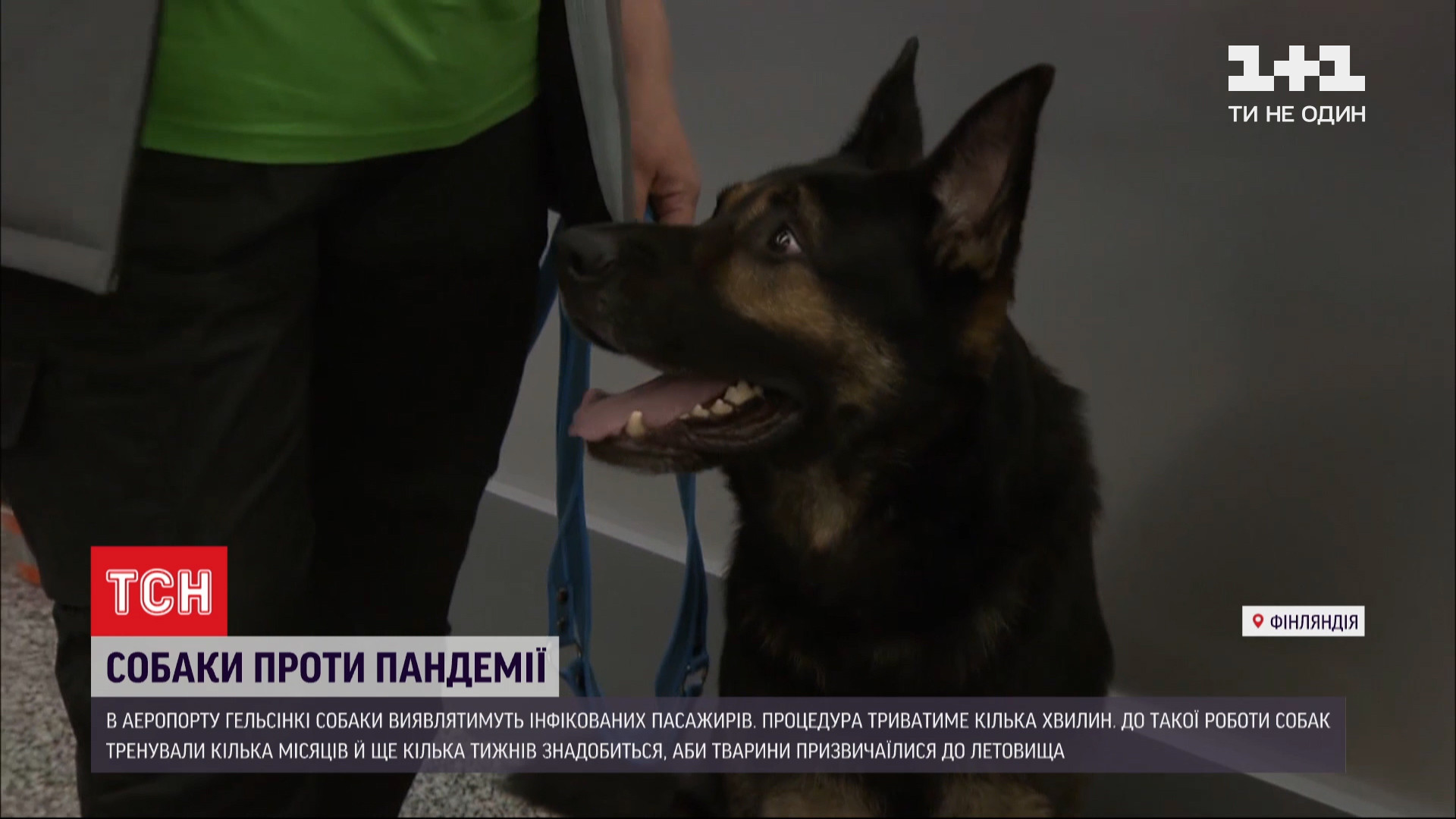 Финны верят, четвероногие существенно помогут предотвратить дальнейшее распространение инфекции / скриншот из видео Финны верят, четвероногие существенно помогут предотвратить дальнейшее распространение инфекции / скриншот из видео