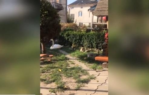 На Львівщині врятували лебедя / скріншот На Львівщині врятували лебедя / скріншот