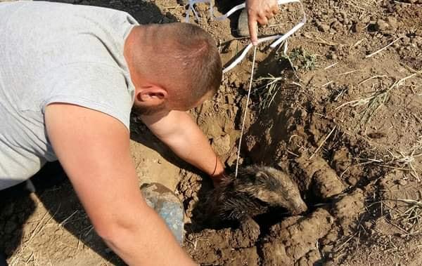 Животное не могло самостоятельно выбраться / фото Иван Русев Животное не могло самостоятельно выбраться / фото Иван Русев