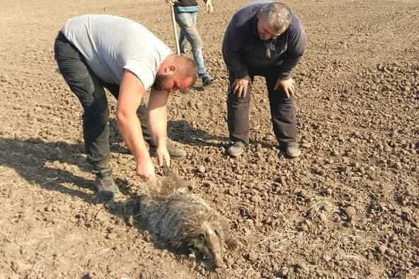 В Одесской области спасли барсука, застрявшего в старой оросительной системе (фото) В Одесской области спасли барсука, застрявшего в старой оросительной системе (фото)